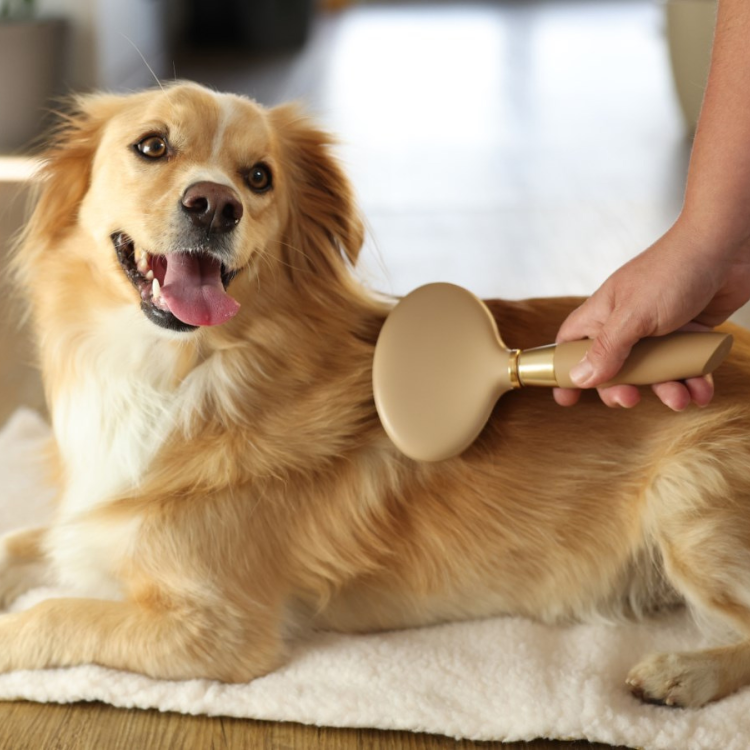 Brosse MagicBrush Care Douce Doré