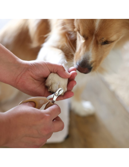 Ciseaux MagicBrush Coupe-Griffes Doré