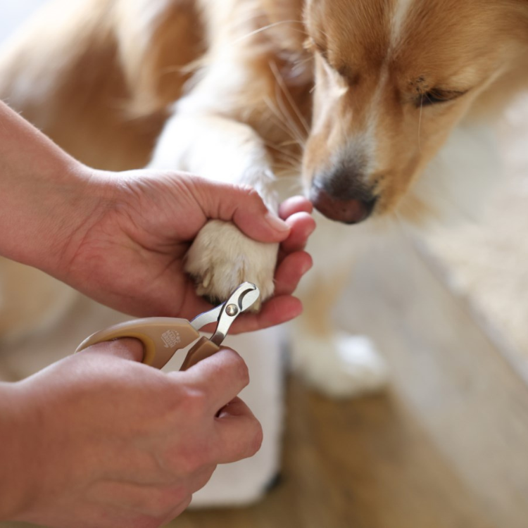 Ciseaux MagicBrush Coupe-Griffes Doré