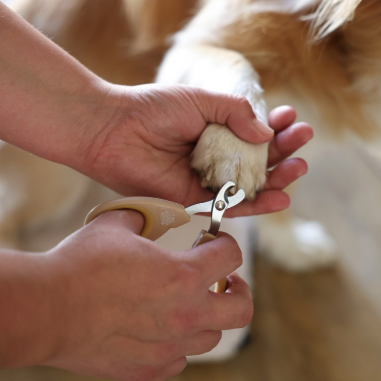 Ciseaux MagicBrush Coupe-Griffes Doré