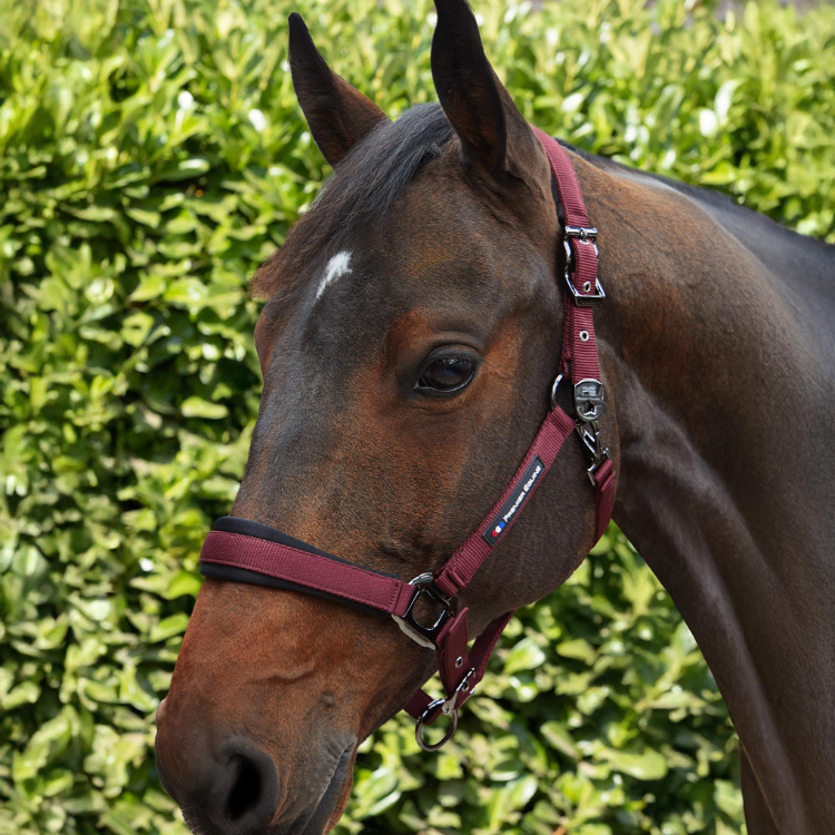 Licol Avec Longe Premier Equine Corda Bordeaux