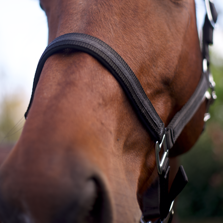 Set Licol + Longe Flags & Cup Atamik Noir