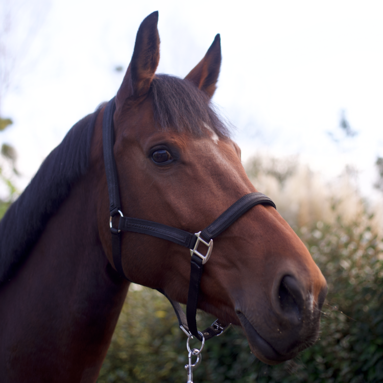 Set Licol + Longe Flags & Cup Atamik Noir