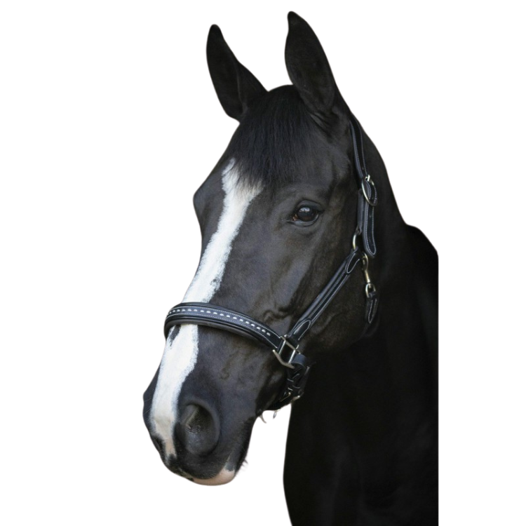 Licol Penelope Cuir Point Sellier Noir