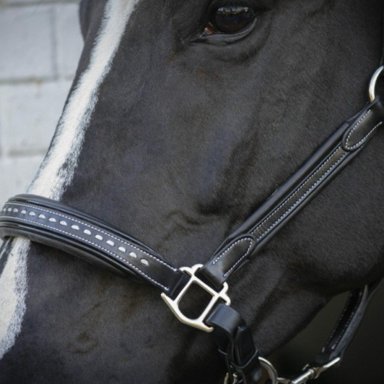 Licol Penelope Cuir Point Sellier Noir