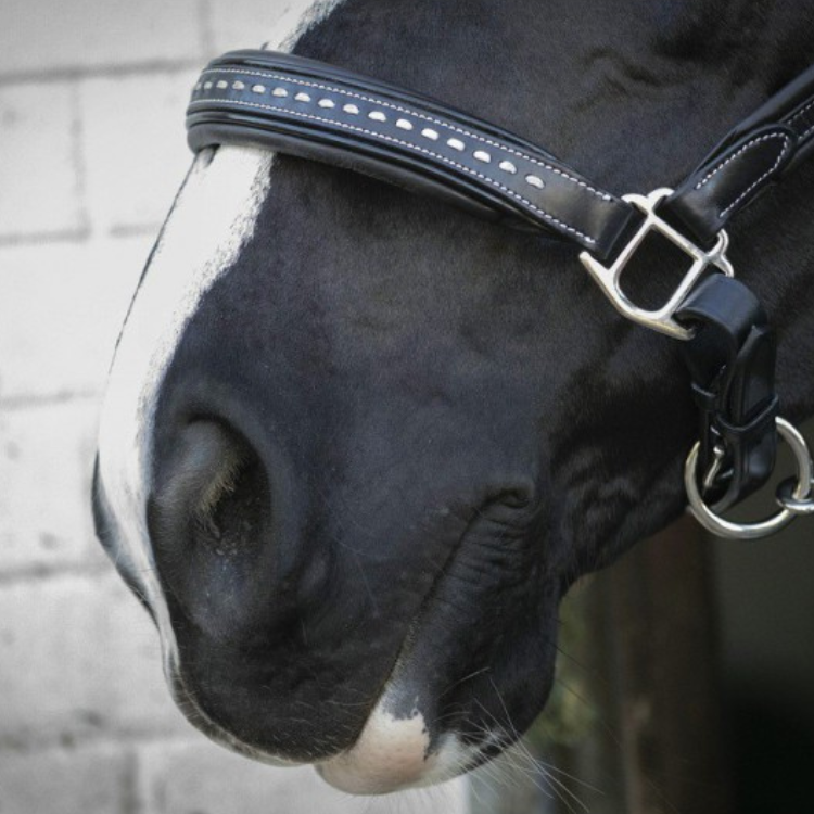 Licol Penelope Cuir Point Sellier Noir