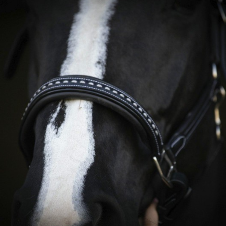 Licol Penelope Cuir Point Sellier Noir