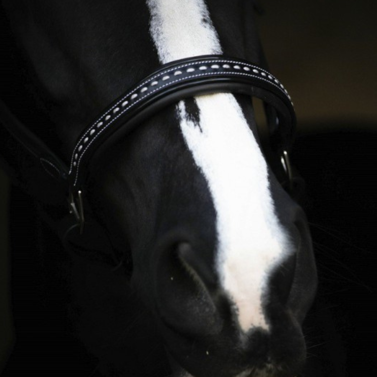 Licol Penelope Cuir Point Sellier Noir