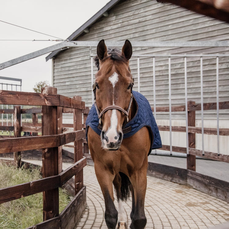 Couverture De Marcheur Kentucky Couvertures De Marcheur