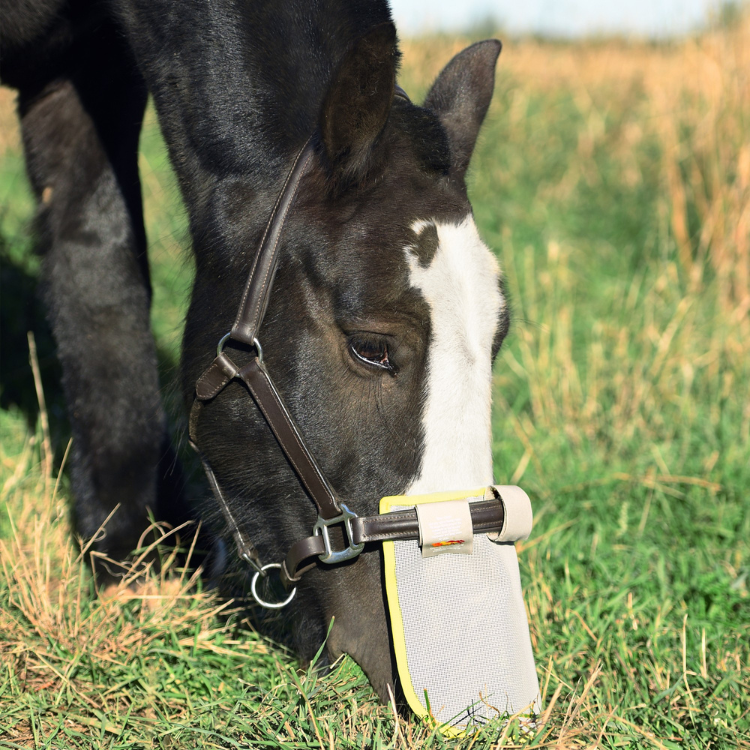 Protection Solaire Equilibrium De Nez