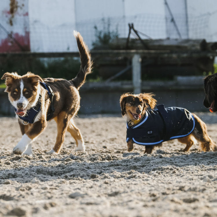 Couverture Pour Chien Riding World Eco MARINE