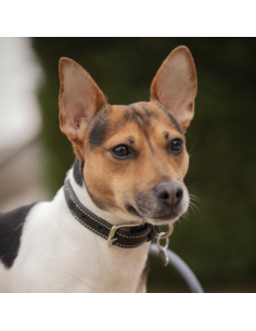 Penelope Olie Dog Collar Black