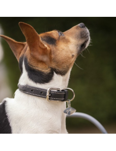 Penelope Olie Dog Collar Black 2