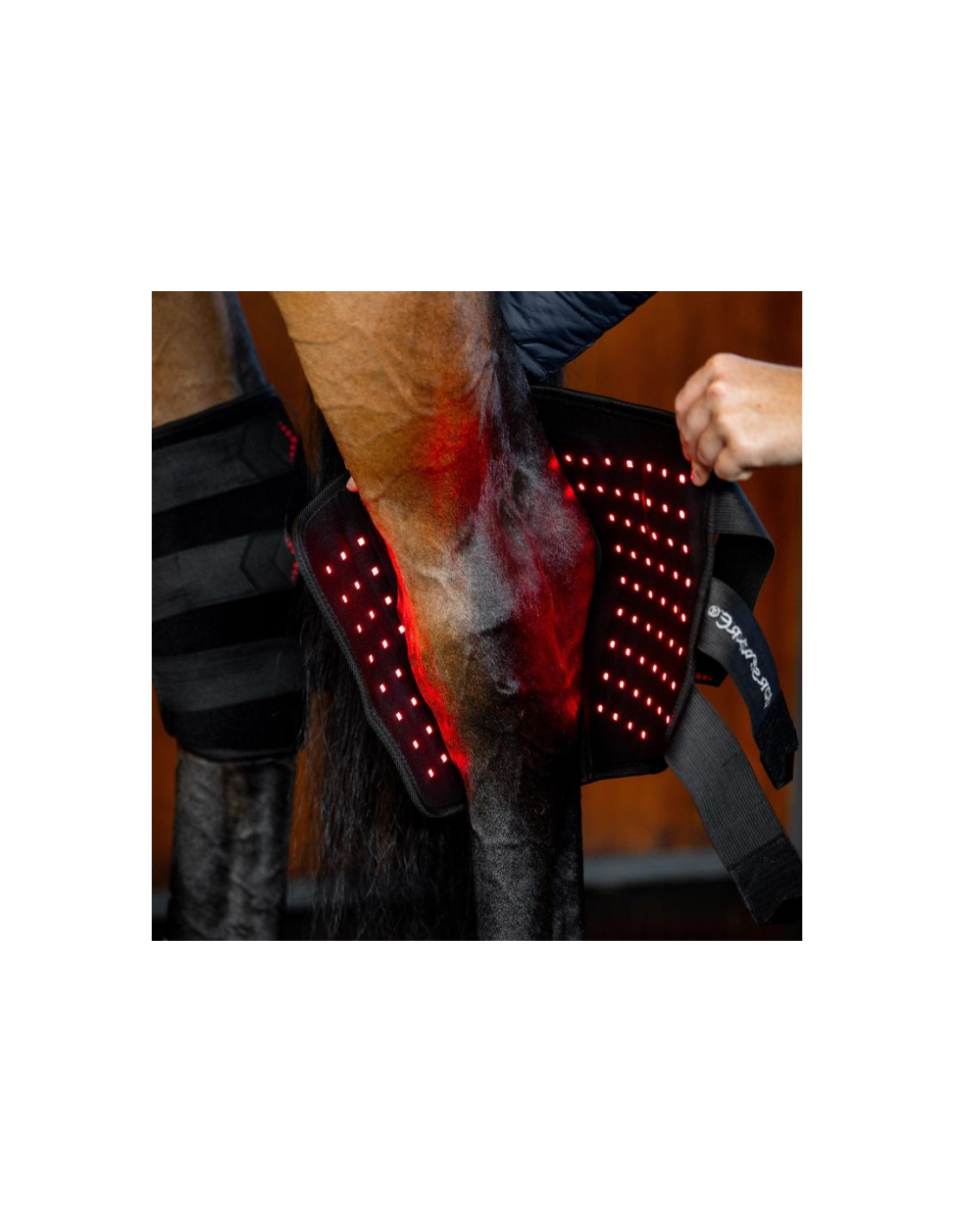 Qu'est-ce que la luminothérapie rouge pour chevaux et quels sont ses avantages