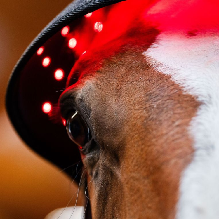 Bonnet De Thérapie Horseware Lumière Rouge LED