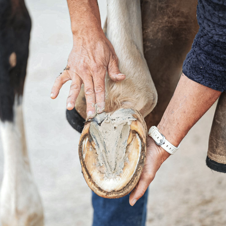 Argile Ravene Pour Sabot Pediplast 700g