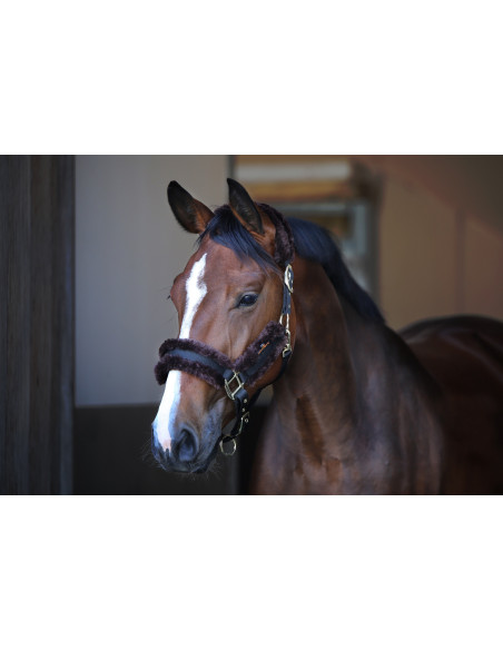 Licol Kentucky Nylon