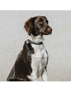 Collier Pour Chien Equithème Nala Noir 2