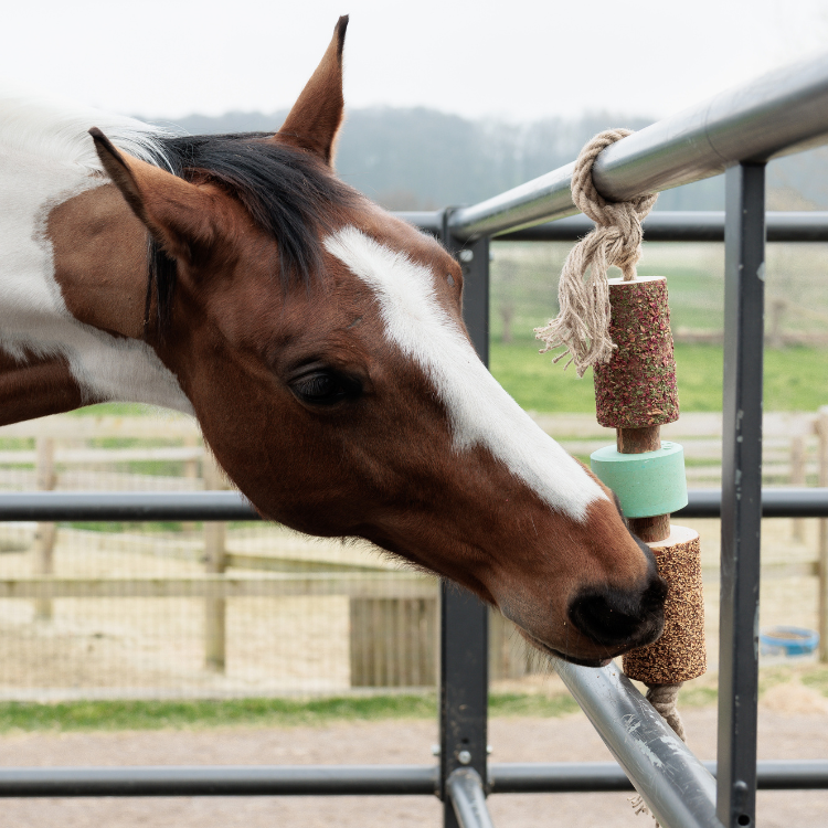 Jouet Relaxant Kentucky En Bois Avec Pierre à Sel AIRWAYS