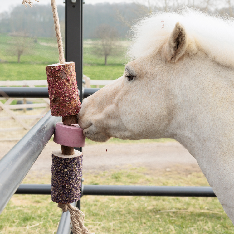 Jouet Relaxant Kentucky En Bois Avec Pierre à Sel SAMMY