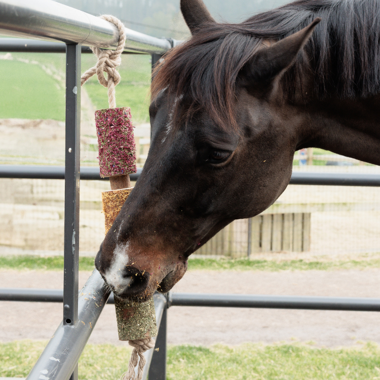 Jouet Relaxant Grooming Deluxe En Bois DE-STRESS