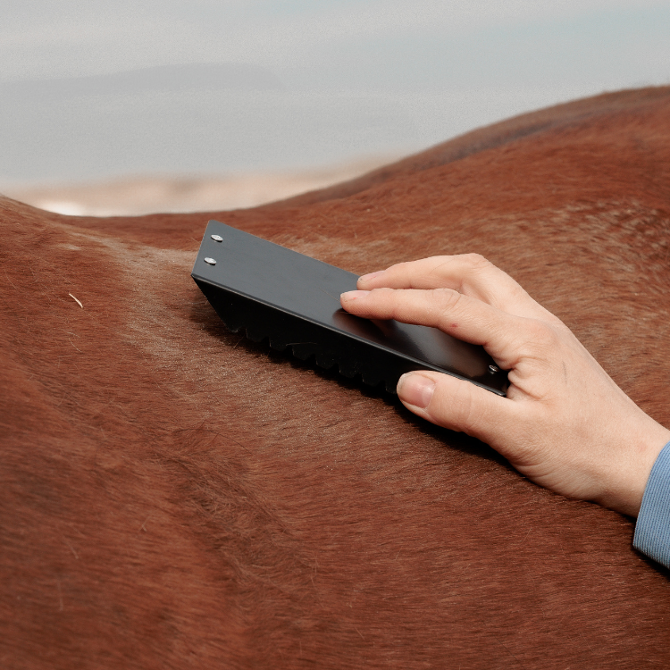 Étrille Grooming Deluxe En Acier Noir