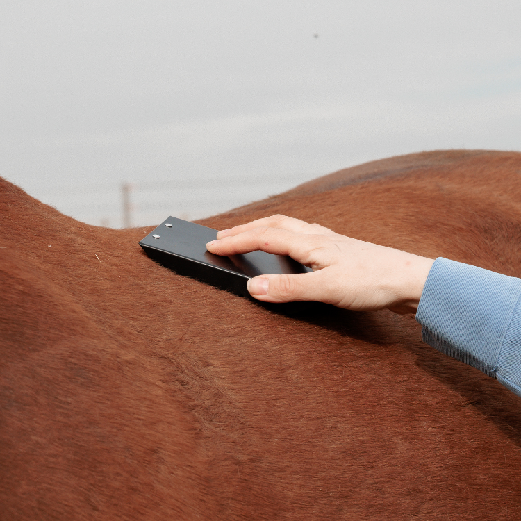 Étrille Grooming Deluxe En Acier Noir