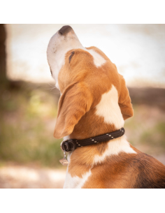 Penelope Billie Dog Collar Black