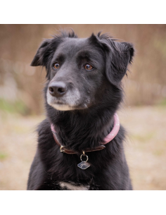 Collier Pour Chien Pénélope Billie Noir 2