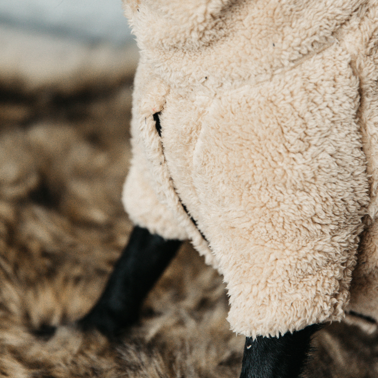 Pull Pour Chien Kentucky Teddy Fleece BEIGE