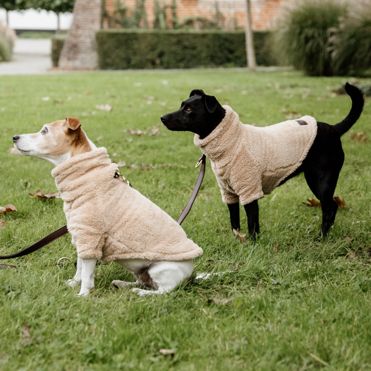 Pull Pour Chien Kentucky Teddy Fleece BEIGE
