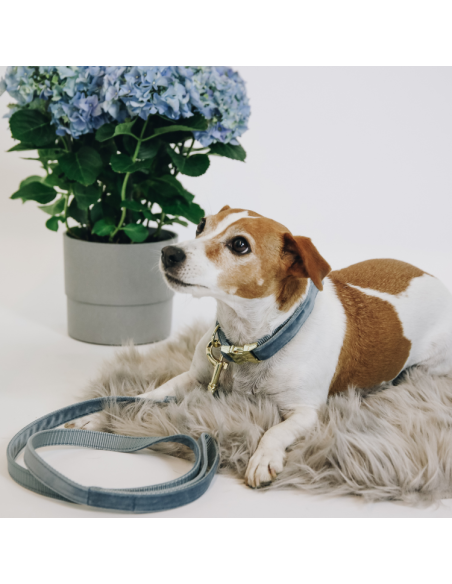 Laisse Kentucky Velvet 120cm Bleu clair