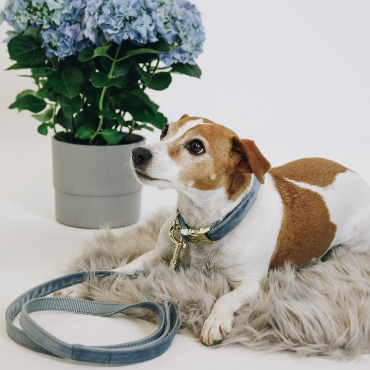 Laisse Kentucky Velvet 120cm Bleu clair