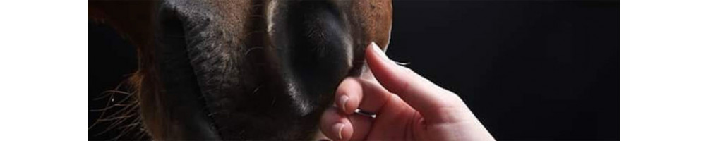 Respiration aids | Horse care